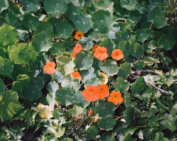 California Spring 2025